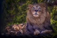 King Leo